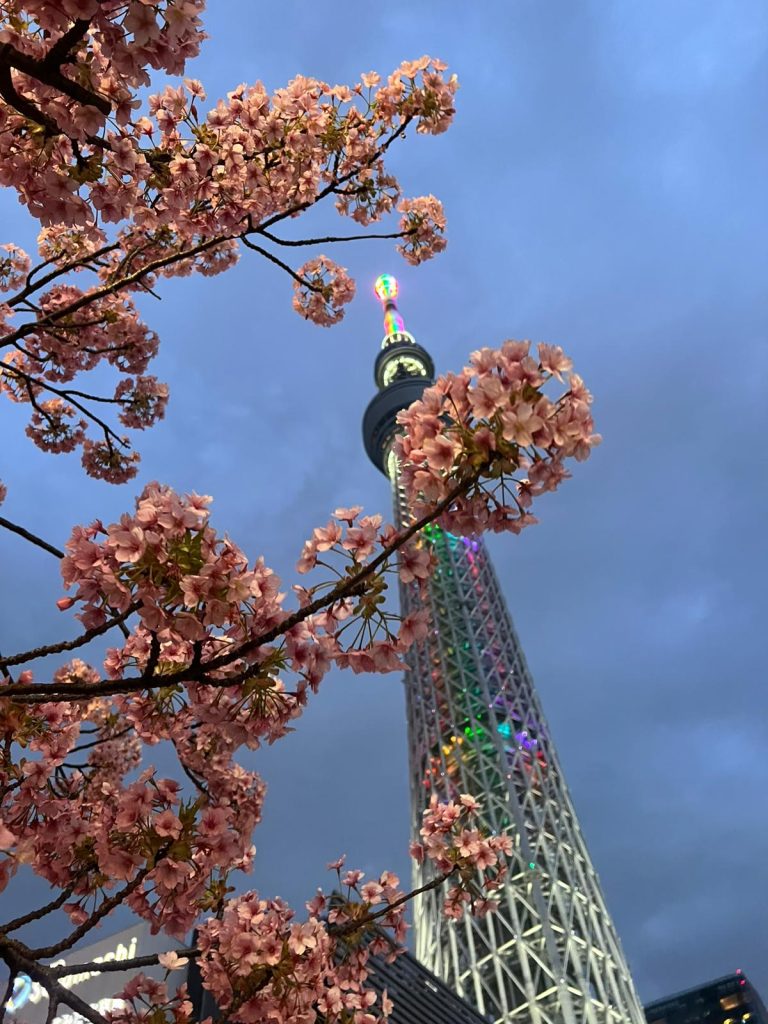 japonya sakura sezonu